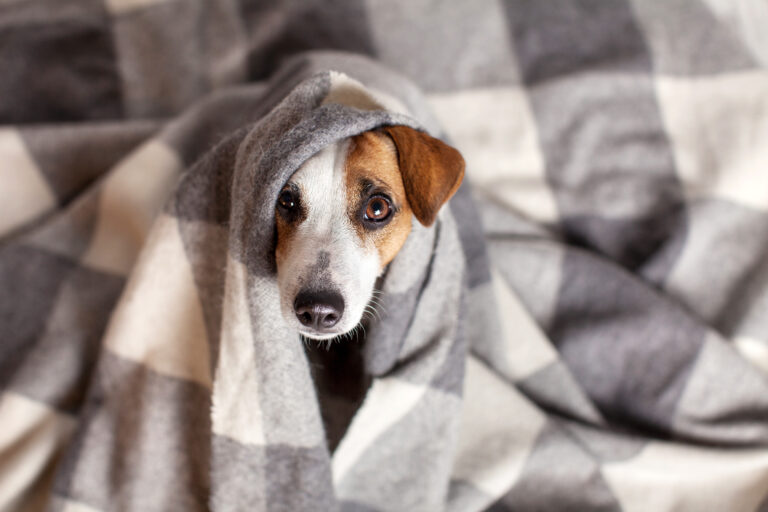 Erkältung beim Hund Hundegesundheit und Pflege zooplus.at