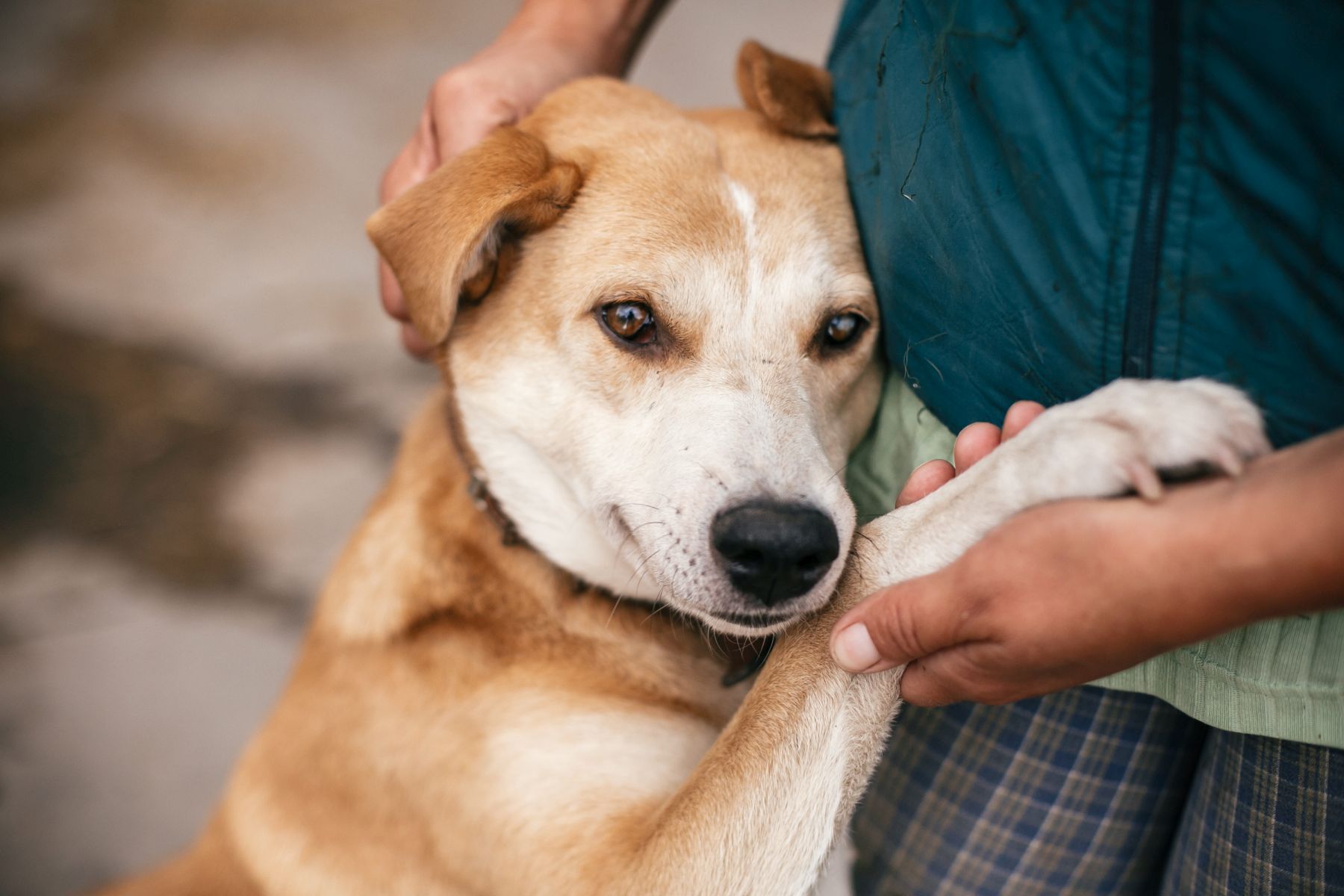 Bindung zum Hund aufbauen Schutz